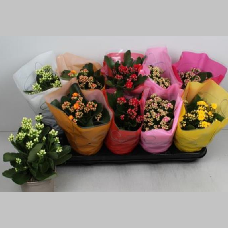 Kalanchoe Mare Mixta, 25 cm